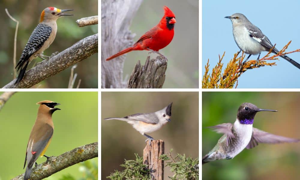For the Birds