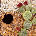Mr. Bird Heart of Texas House Bird Feeder